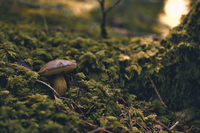 Nature and Growth